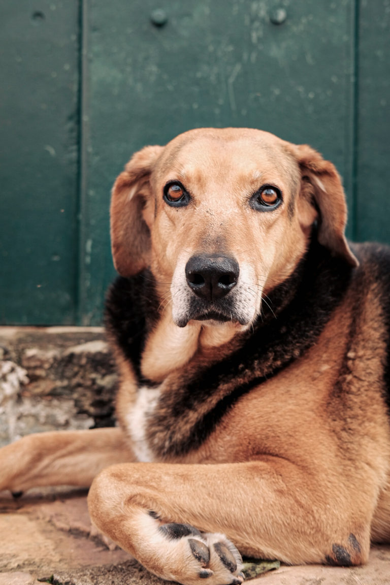 Pet cachorro