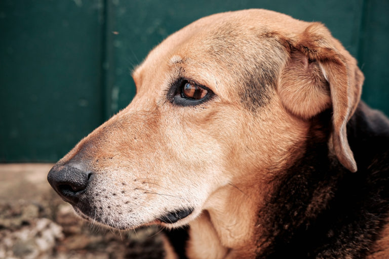 Pet cachorro